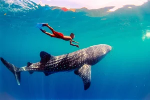 boy swims w whale shark